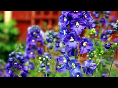 How to Cut Delphinium Back for a Second Flowering