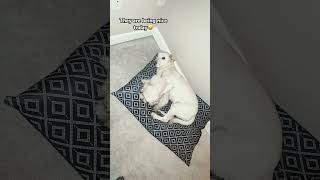 😂 #dogs #doglover #labradorretriever #maltipoo #dog #pets #dogsofinstagram #fypシ゚viral #pet