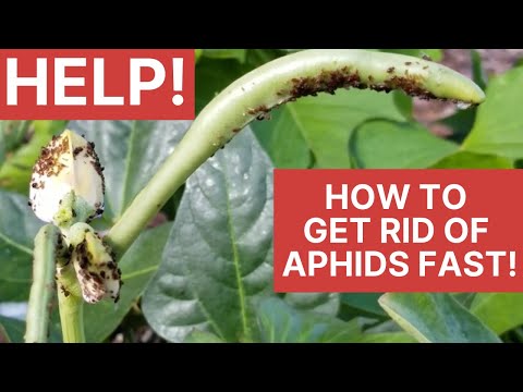 Get Rid of Aphids Without Killing Pollinators