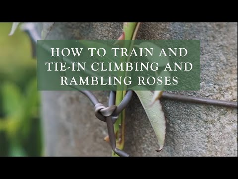 How To Train and Tie-in Climbing and Rambling Roses by David Austin Roses