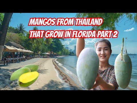 Mangos From Thailand That Grow In Florida (Part 2)