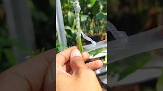 different types of mango grafting seedling EP970 #fruits #graftingtechniques