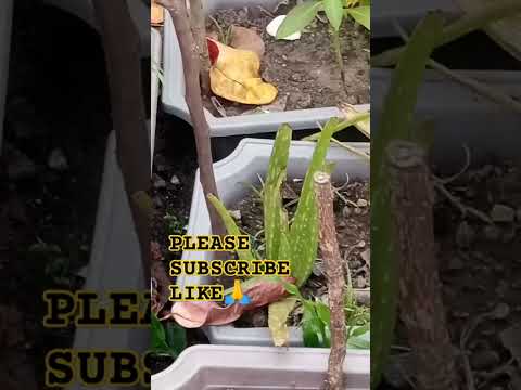 CORN PLANTS ON THE FLOWER POTS #cornplant #gardenflowers #countrysidelife