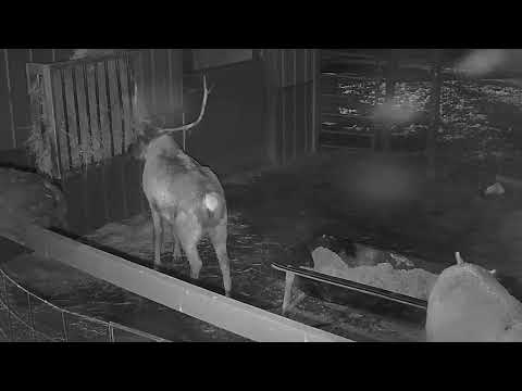 ReindeerCam Live Stream