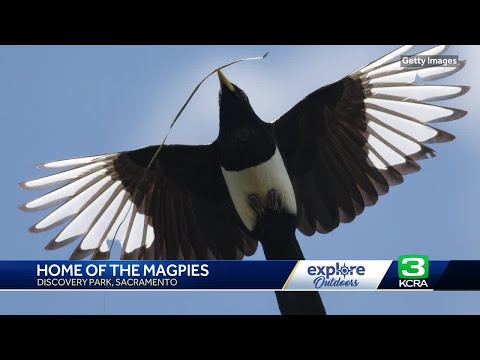 Explore Outdoors: Witness colorful corvid at Discovery Park