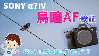 SONYのα7Ⅳ（ILCE-7M4）が届いた！開封後に鳥瞳AF検証に行ったよ！【AF追従動画あり】