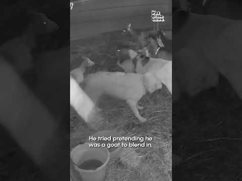 Puppy Tries Crashing Goat Stall Sleepover Party