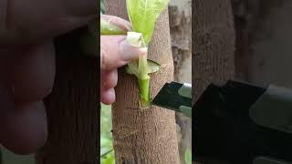 Grafting masters can also graft fruit Tree🪴 #graftingskills #treehouse #grafting #plantlover #yt