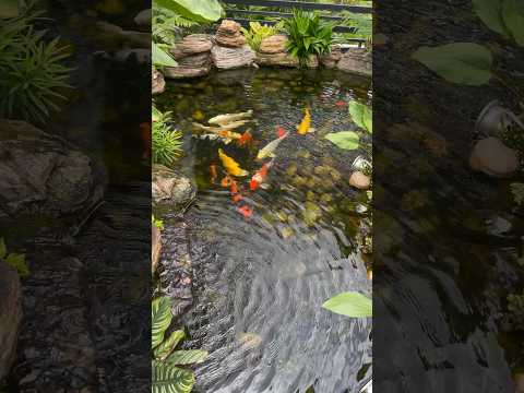 Relax by the koi pond