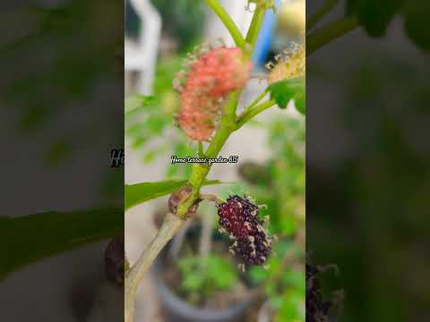 #mulberryfruit #mulberrytree #shortsviral #shorts #shortvideo #share #subscribe #views #viralvideo