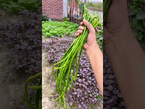 Handful of long beans 🫛  #beans #longbeans #gardening #harvesting  #shortsfeed #shorts #viral #fyi