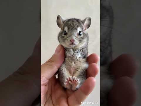 Tiny Chinchilla: The Cutest Pet Companion