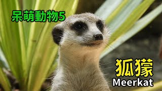 BiBi旅行者~呆萌動物5狐獴Meerkat