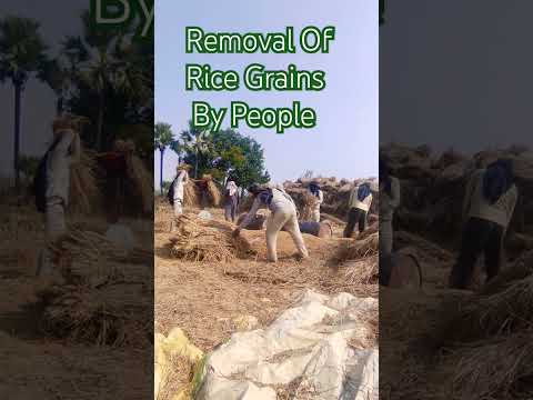 Removal of rice grains by people#shortsfeed #viral #agriculture #rice #dhan #villagelife #vlog