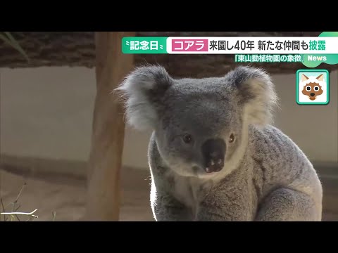 コアラ来園40周年の東山動植物園に新しい仲間　世界的ブームのコビトカバも人気急上昇 (24/10/25 15:10)