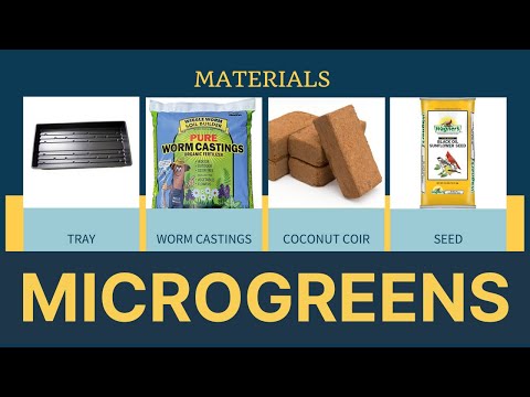 How To Grow Microgreens | Seed to Harvest in 10 days