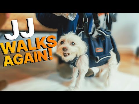 CRIPPLED FROM FALL ~ JJ the Rescue Dog WALKS AGAIN After Chiro!!!