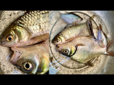 How do this fish breathing without water.