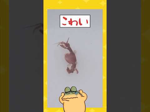 【2ch面白いスレ】茎わかめ切ってたらヤバい生き物が出てきたんだがwwww #2ch #2chスレ #面白い #shorts