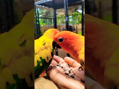 Hello, animal world! #birds #animals  #fun #animallover #farmvilla #thrissur #shortvideo #shortfeed