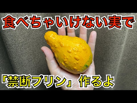 怪奇！食用禁止の観賞用カボチャを食べる独身男性！！ハロウィン？知らねえよ！！（おもちゃカボチャ／ペポカボチャ）