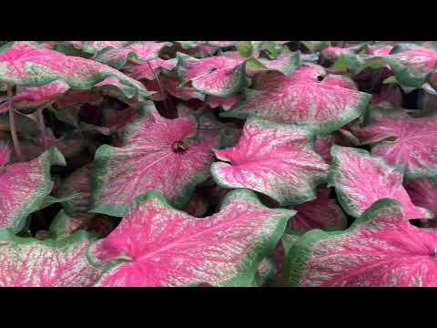 Heart to Heart 'Tickle Me Pink' Caladium