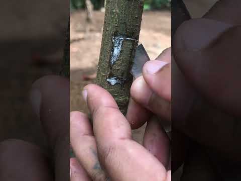 Sweet Jackfruit Tree Grafting   EP070#jackfruit #jackfruitfarming  #grafting #gardening #graft