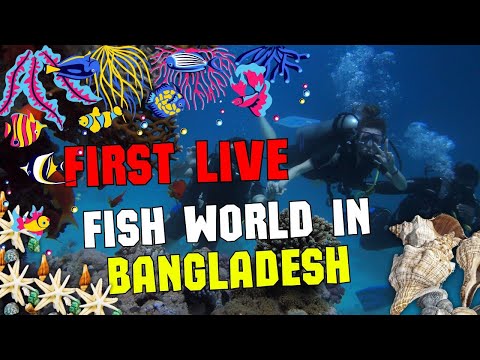 First Live Fish World In Bangladesh | পানির নিচের রহস্য | Fish | Cox's Bazar | Info Logistics