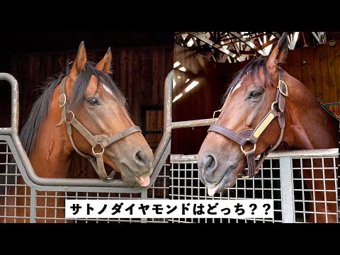 サトノダイヤモンドの弟が兄ちゃんとそっくり過ぎた