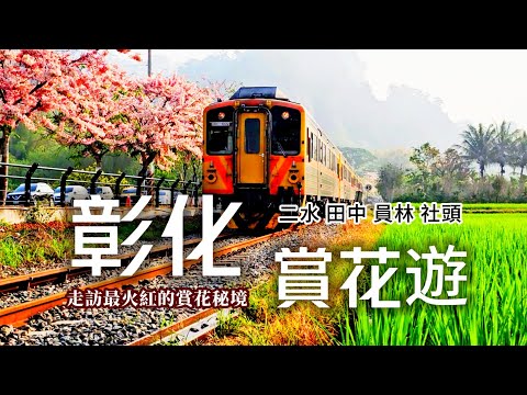 春遊彰化❗️賞花秘境🌸浪漫滿開的花旗木鐵道｜人都縮小了❗️愛麗絲仙境般的蜀葵花海｜美拍聖地❗超壯觀九重葛花牆瀑布｜長達2公里超療癒綠色隧道｜二水❌田中❌員林❌社頭｜TAIWAN｜彰化｜