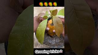 Mango growing tricks😨🥭🥭🌴🌴☘️☘️ #mangograftingroot #mangotrees #mangoplants