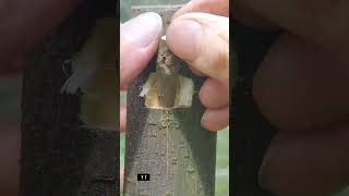 Learn Tree Grafting Technology #graftingskills #splitgraft #treehouse  #grafting #plantlover #shorts