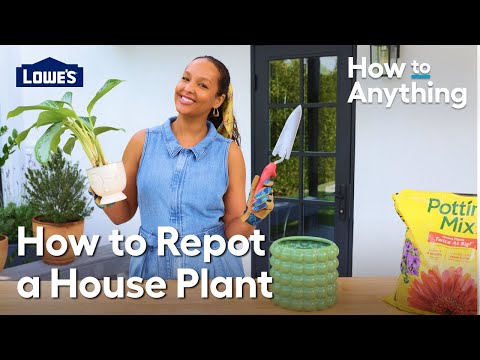 How to Repot a House Plant | How To Anything