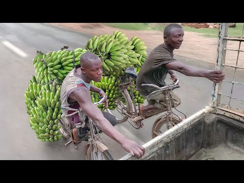 Risky Way They Ride Transport Bicycles in Africa