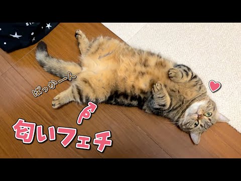 好きな匂いを見つけるとメロメロになっちゃう猫が可愛すぎた！