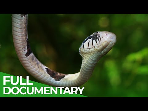 Hidden Nature - West Africa's Secret Wildlife Paradise | Free Documentary Nature