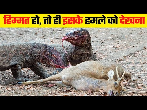 Komodo Dragon’s Deadly Hunt: The Apex Predator in Action!"