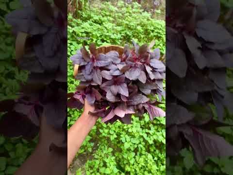 এক ঝুড়ি লাল শাক🌺  #garden #gardening #harvesting #harvest #shortsfeed #shorts  #viralvideo #fyp