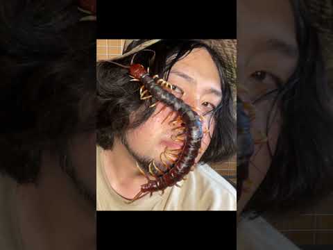 化け物ムカデと戯れる Handling the largest centipede in the world! #centipede #ムカデ #危険生物