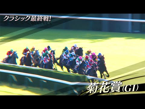 【菊花賞】クラシック最終戦！メイショウタバル＆アミーゴ浜中騎手がビッグタイトルを狙う！