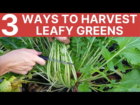 TOP 3 Ways to Harvest Leafy Greens