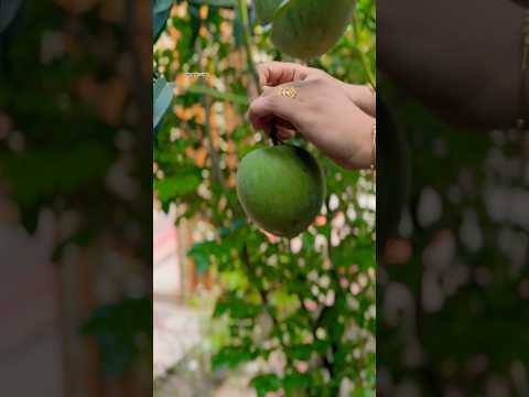 Raw mango 🥭 #mango #mangotree #garden #gardening #harvesting #shorts #shortsfeed #viral #fyp