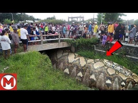 30 Biggest Creatures Ever Spotted on Camera!