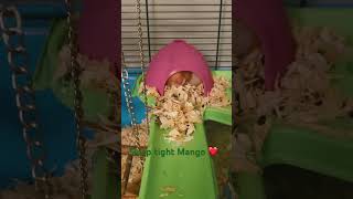 Sleep tight Mango 🥰#crazypets #sleeping #bedtime #hamsters #crazypets #petvideos #cute #funny #love