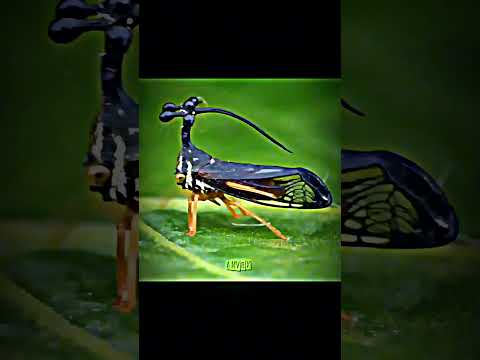 [BRAZILIAN TREE HOPPER X MAHORAGA] JUJUTSU KAISEN EDIT 👹🔥