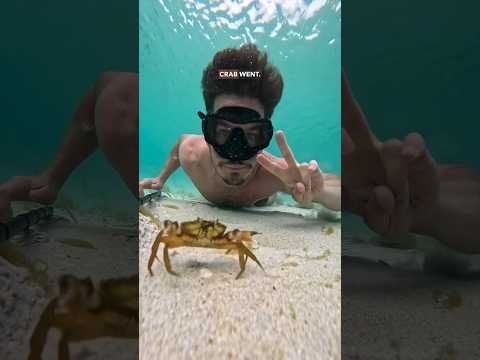 Crab Attack! In the Lofoten islands