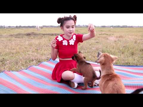 Beautiful girl give a special food for dog - Beautiful girl playing with dog at rice field