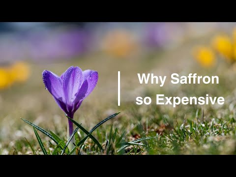 Why Saffron is So Expensive | Harvest Process & Benefits Revealed!