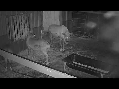 ReindeerCam Live Stream