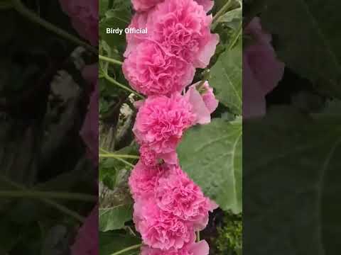 Hollyhock Flowers #shorts #flowers